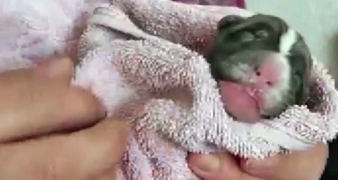 Çöpte bulunan yavru köpeği sahiplenip biberon ve şırıngayla beslediler