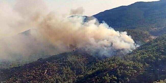 Aydın’da korkutan orman yangını