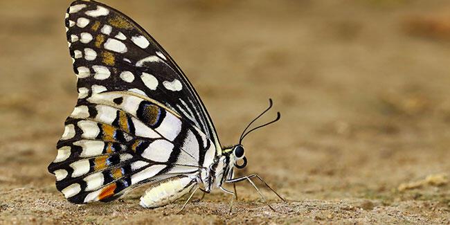 KKTC’de “Nusaybin Güzeli” kelebeği görüntülendi