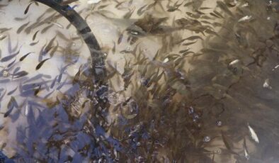 Siirt’te 1 milyon 485 bin balık yavrusu bırakıldı