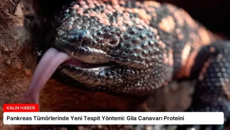 Pankreas Tümörlerinde Yeni Tespit Yöntemi: Gila Canavarı Proteini